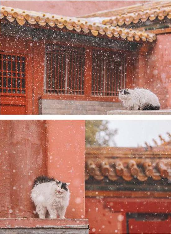 北京又下雪了 记得雪中故宫里的猫