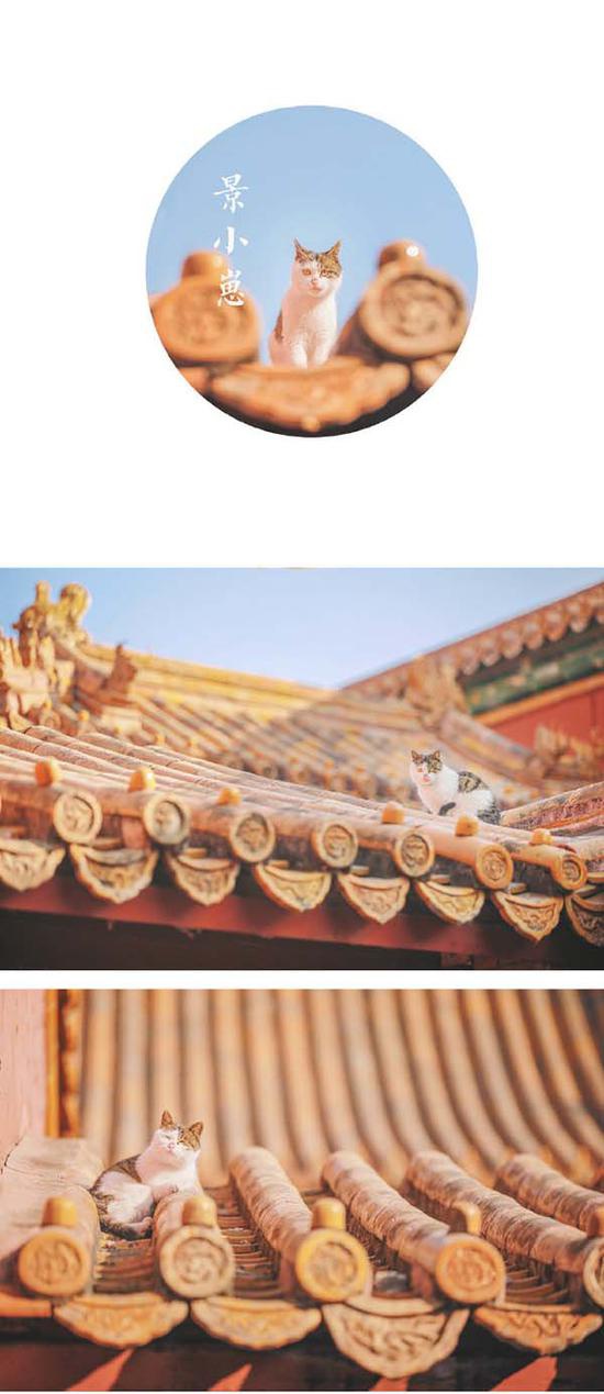 北京又下雪了 记得雪中故宫里的猫