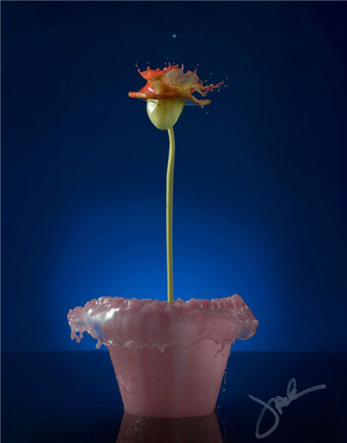 液体花卉摄影