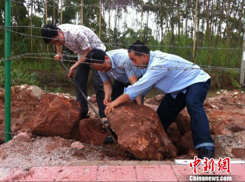 广东河源发现古生物化石
