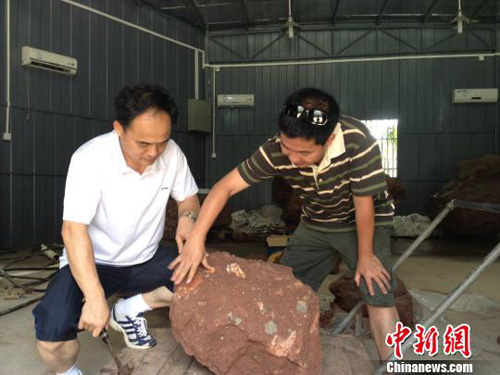 广东河源发现古生物化石