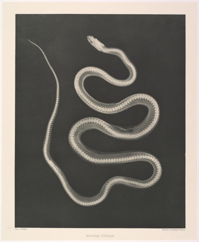 Versuche über Photographie mittelst der Röntgen'schen Strahlen
