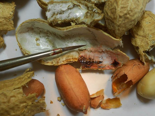 用放大镜才能看到的食物微绘画（组图）