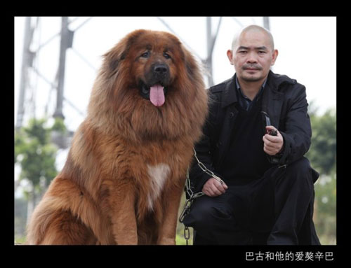藏獒就是巴古表现外化的对象和表现形式