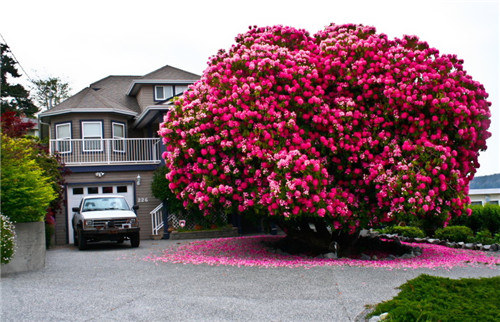 125+ Year Old Rhododendron “Tree” In Canada(加拿大)