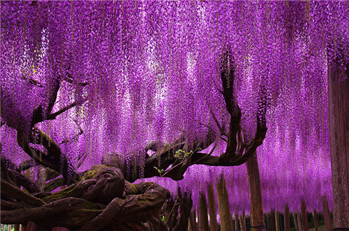 144-Year-Old Wisteria In Japan(日本)