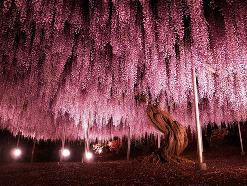 144-Year-Old Wisteria In Japan(日本)