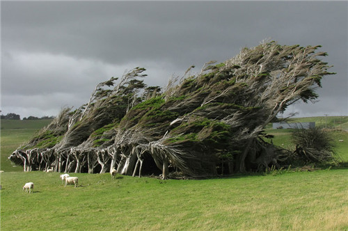 Wind-Swept Trees In New Zealand(纽西兰)