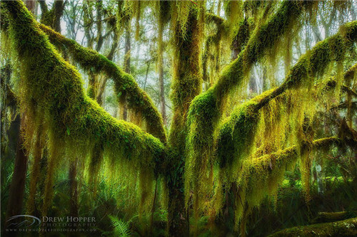 Antarctic Beech Draped In Hanging Moss In Oregon(奥勒冈州)