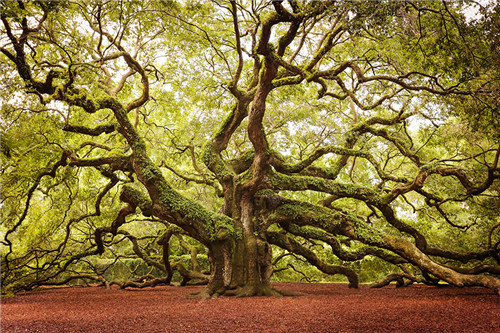 Angel Oak In John’s Island In South Carolina(南卡罗来纳州)