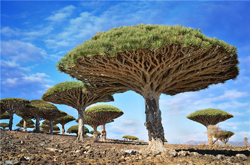 Dragonblood Trees, Yemen(也门/也门)