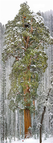 Third-Largest Giant Sequoia Tree In The World, California(加州)