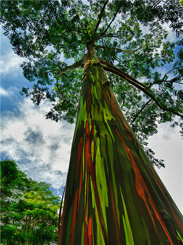 Rainbow Eucalyptus In Kauai, Hawaii(夏威夷)