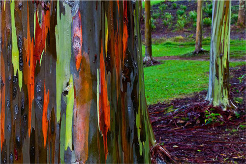 Rainbow Eucalyptus In Kauai, Hawaii(夏威夷)