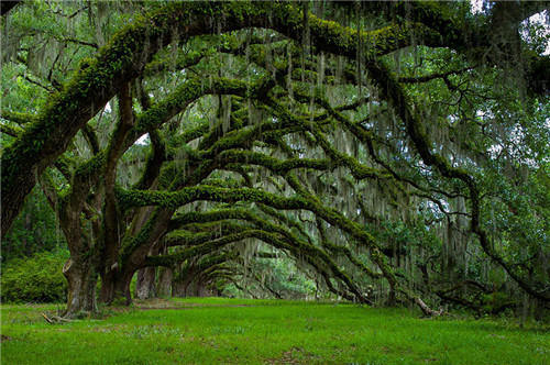 Avenue Of Oaks At Dixie Plantation In South Carolina(南卡罗来纳州)