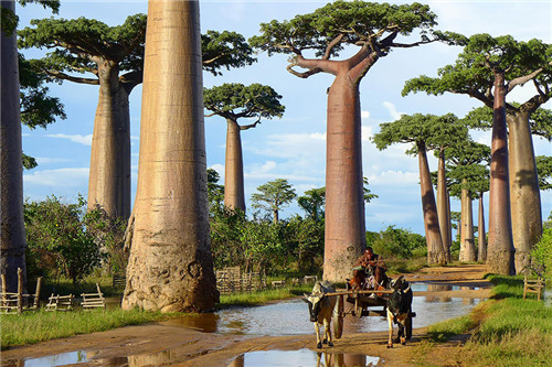 Baobab Trees In Madagascar(马达加斯加)