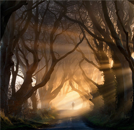 The Dark Hedges In Northern Ireland(北爱尔兰)