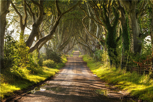 The Dark Hedges In Northern Ireland(北爱尔兰)