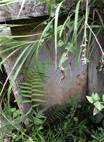 这片杂草丛生的土堆，便是梁东云等人在2001年盗掘的苏元春夫人谢氏之墓