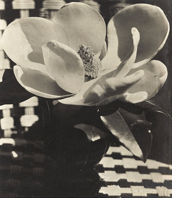 《玉兰花》