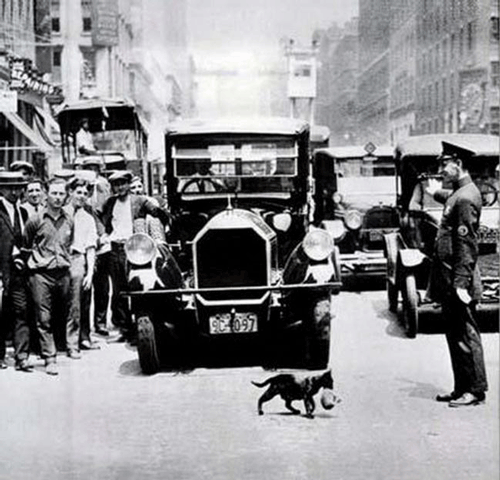 纽约街头因猫妈妈而停止的交通（1925年）