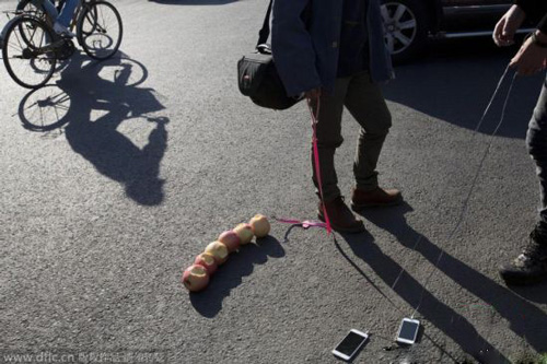 艺术家遛苹果传达人们对移动电话的过度依赖