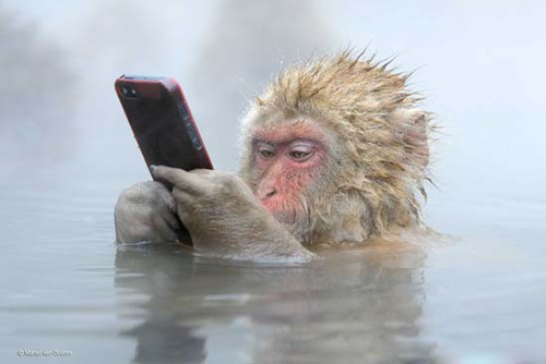   《更新微博》 摄影：Marsel van Oosten