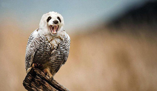   猫与猫头鹰结合的产物，取名Pandowl。