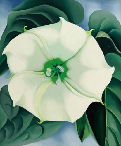 《Whitea Flower No 1》