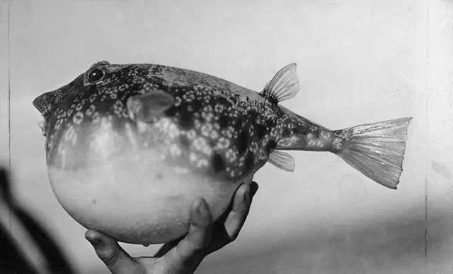 1922年1月，弗罗里达暖水域里的一条河豚