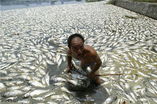 湖北省武汉的大量死鱼