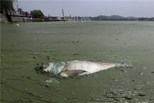 武汉东湖上的死鱼