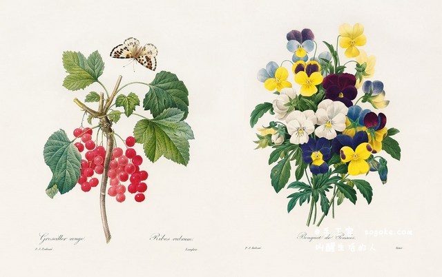 17-18世纪法国花卉写实绘画艺术