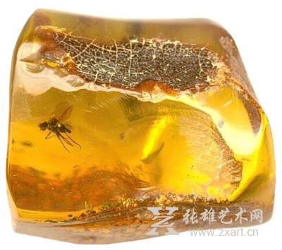 内含稀有生物的琥珀才值得收藏！