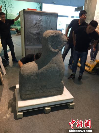 图为即将展出的“石羊”。 施佳秀 摄