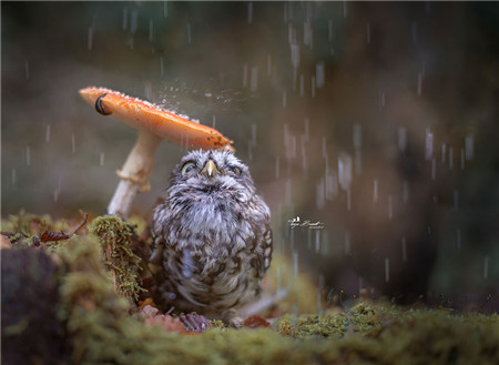 猫头鹰在蘑菇下避雨网络爆红