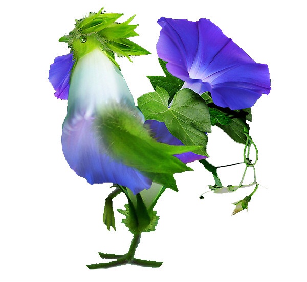 精巧精美的插花技艺：漂亮的《花公鸡》