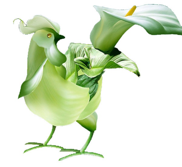 精巧精美的插花技艺：漂亮的《花公鸡》