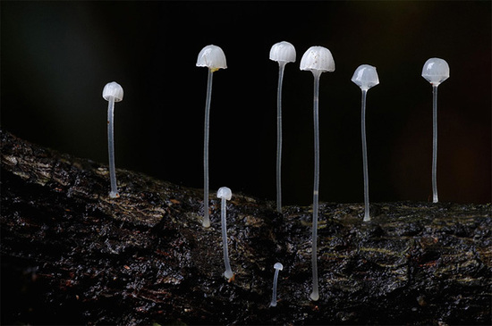 做一朵貌美“真菌”也很惊艳!