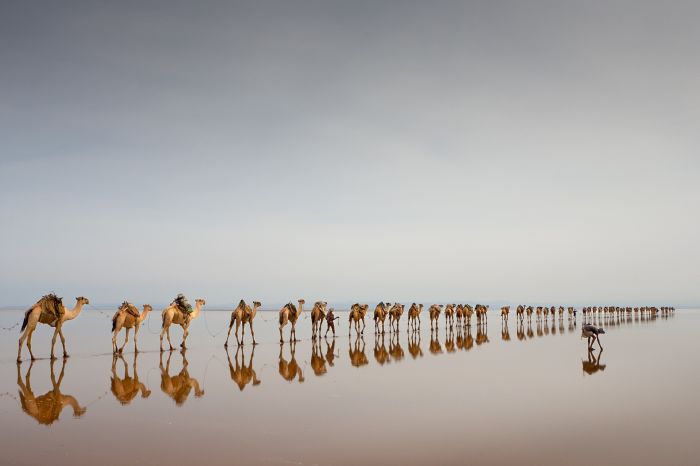 旅游组季军：’Coming to get salt’, Jørgen Johanson