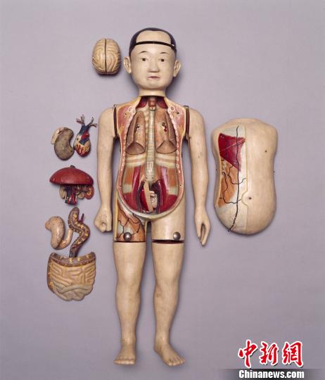  图为西医解剖学传入中国后，清宫收藏的人体解剖模型。　山东省博物馆提供　摄