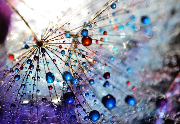 梦幻唯美——当蒲公英邂逅七彩水珠