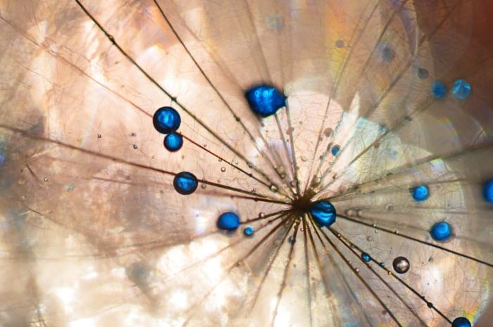 梦幻唯美——当蒲公英邂逅七彩水珠