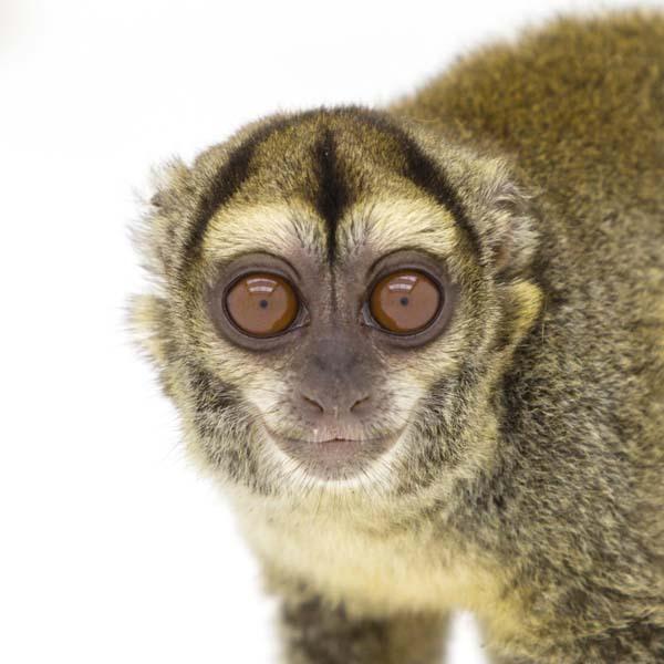 猴子肖像:你见过这样子的猴子吗?