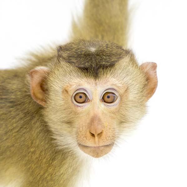 猴子肖像:你见过这样子的猴子吗?