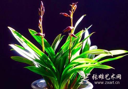 3月6日，兰花展将在张雄书画院美术馆举办