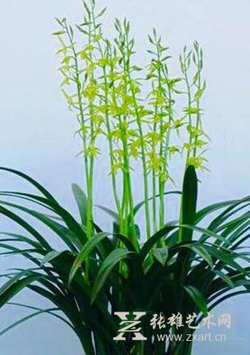 3月6日，兰花展将在张雄书画院美术馆举办