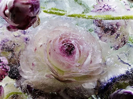 鲜花冰冻：摄影师用最美的方式凝固时间