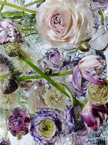 鲜花冰冻：摄影师用最美的方式凝固时间