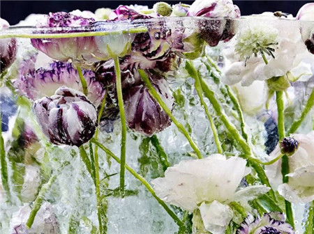 鲜花冰冻:凝固时间的水彩画